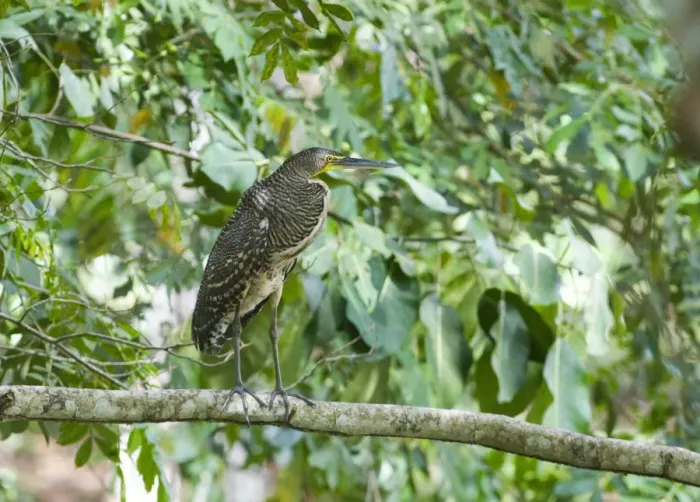 Framed Print : Bare-throated Tiger-heron (Tigrisoma mexicanum) juvenile, standing on branch in lowland tropical forest, Tikal N. P. Peten, Guatemala Framed Print : Bare-throated Tiger-heron (Tigrisoma mexicanum) juvenile, standing on branch in lowland tropical forest, Tikal N. P. Peten, Guatemala