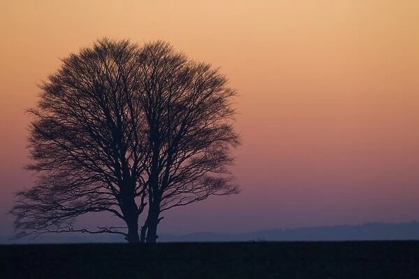 Bare tree silhouetted at sunset, near Chirnside, Berwickshire, Scottish Borders, Scotland, january