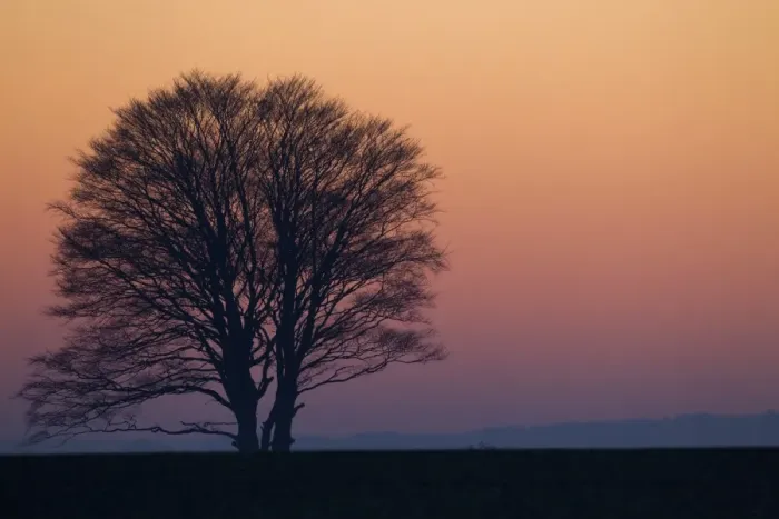Framed Print : Bare tree silhouetted at sunset, near Chirnside, Berwickshire, Scottish Borders, Scotland, january Framed Print : Bare tree silhouetted at sunset, near Chirnside, Berwickshire, Scottish Borders, Scotland, january