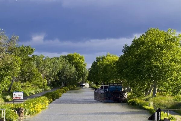 Barges on section of canal lined with Plane (Platanus sp. ) trees, between Narbonne and Gruissan, Canal du Midi, Aude