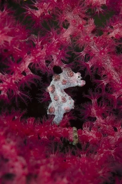Bargibantis Pygmy Seahorse (Hippocampus bargibanti) adult, clinging to sea fan, Gili Mota Island