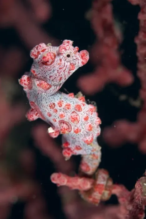 Framed Print : Bargibantis Pygmy Seahorse (Hippocampus bargibanti) adult, clinging to seafan, Lembeh Straits, Sulawesi, Sunda Islands Framed Print : Bargibantis Pygmy Seahorse (Hippocampus bargibanti) adult, clinging to seafan, Lembeh Straits, Sulawesi, Sunda Islands