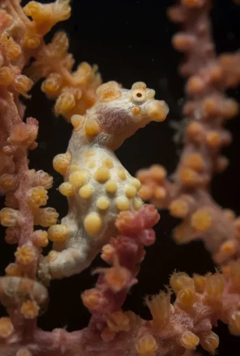 Framed Print : Bargibantis Pygmy Seahorse (Hippocampus bargibanti) adult, camouflaged on seafan, Lembeh Straits, Sulawesi