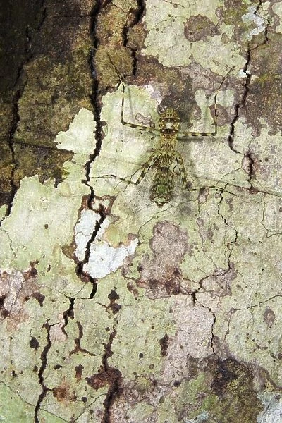 Bark Mantis (Liturgusa sp. ) subadult, camouflaged on tree trunk, Los Amigos Biological Station, Madre de Dios, Amazonia, Peru