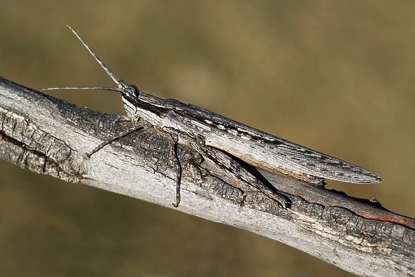 Bark-mimicking Grasshopper (Coryphistes ruricola) adult, camouflaged on twig, Uluru-Kata Tjuta N. P