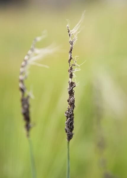 Barley (Hordeum vulgare) close-up of ears, infected with Loose Smut (Ustilago nuda f. sp. hordei) fungal disease