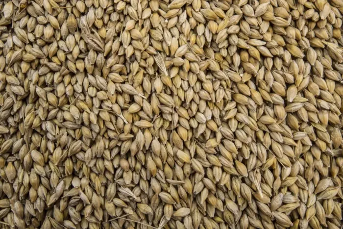Framed Print : Barley (Hordeum vulgare) crop, close-up of harvested grain, Pilling, Preston, Lancashire, England, August Framed Print : Barley (Hordeum vulgare) crop, close-up of harvested grain, Pilling, Preston, Lancashire, England, August