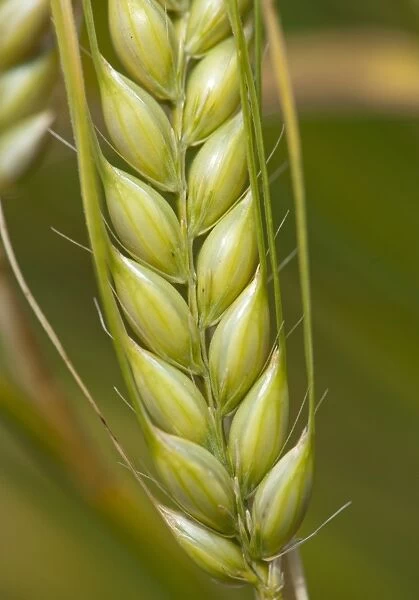 Barley (Hordeum vulgare) crop, close-up of ripening ear, Lincolnshire, England, june