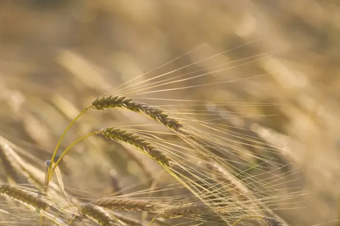 Framed Print : Barley (Hordeum vulgare) crop, close-up of ripening ears in field, Norfolk, England, july