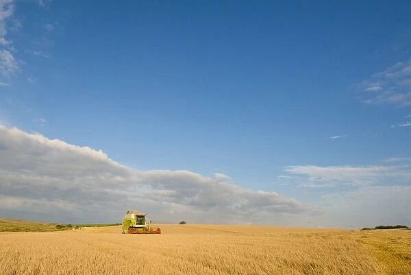 Barley (Hordeum vulgare) crop, Cls combine harvester harvesting ripe field, Norfolk, England, August