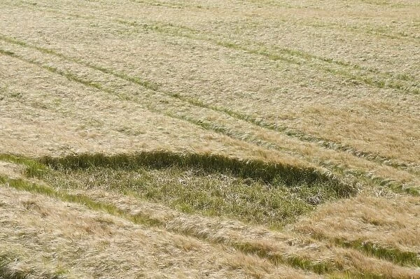 Barley (Hordeum vulgare) crop, field with Jackdaw (Corvus monedula) damage, Isle of Man, August