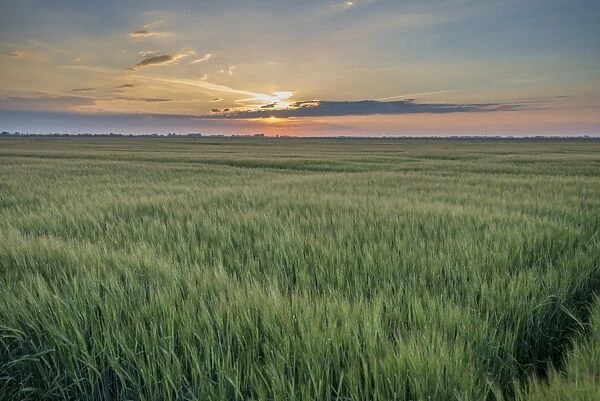 Barley (Hordeum vulgare) crop, field near coast at sunset, Anderby Creek, Lincolnshire, England, June