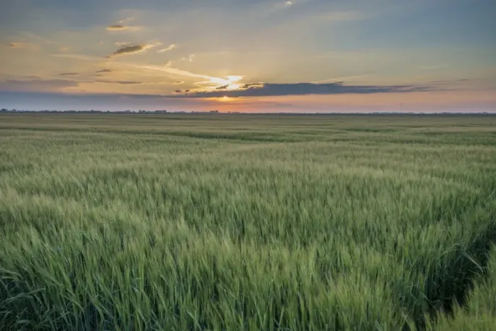 Framed Print : Barley (Hordeum vulgare) crop, field near coast at sunset, Anderby Creek, Lincolnshire, England, June Framed Print : Barley (Hordeum vulgare) crop, field near coast at sunset, Anderby Creek, Lincolnshire, England, June