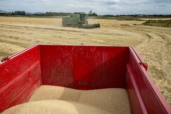 Barley (Hordeum vulgare) crop, harvested grain in trailer, with John Deere combine harvester finishing field in