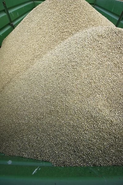 Barley (Hordeum vulgare) crop, harvested grain in trailer, Sweden, september