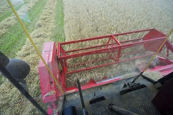 Barley (Hordeum vulgare) crop, interior of combine harvester cab, harvesting ripe field, Sweden, september
