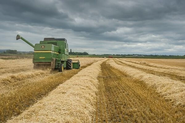 Barley (Hordeum vulgare) crop, John Deere combine harvester finishing harvesting field under cloudy sky, Pilling
