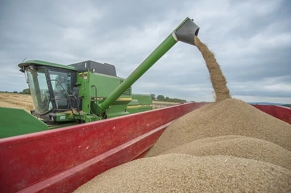Barley (Hordeum vulgare) crop, John Deere combine harvester unloading harvested grain into trailer under cloudy sky