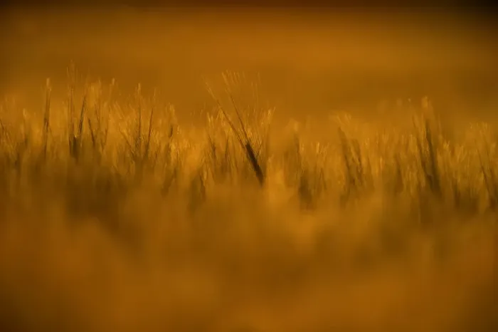 Framed Print : Barley (Hordeum vulgare) crop, ripening ears in field at sunset, Norfolk, England, june