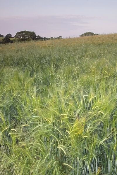 Barley (Hordeum vulgare) crop, ripening field at dusk, West Yorkshire, England, July