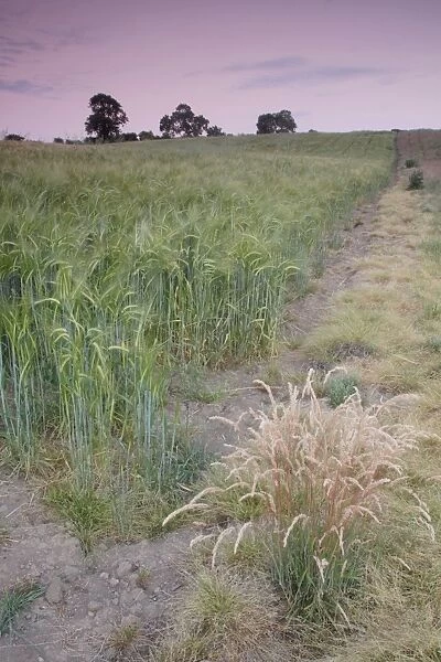 Barley (Hordeum vulgare) crop, ripening field edge at dusk, West Yorkshire, England, July