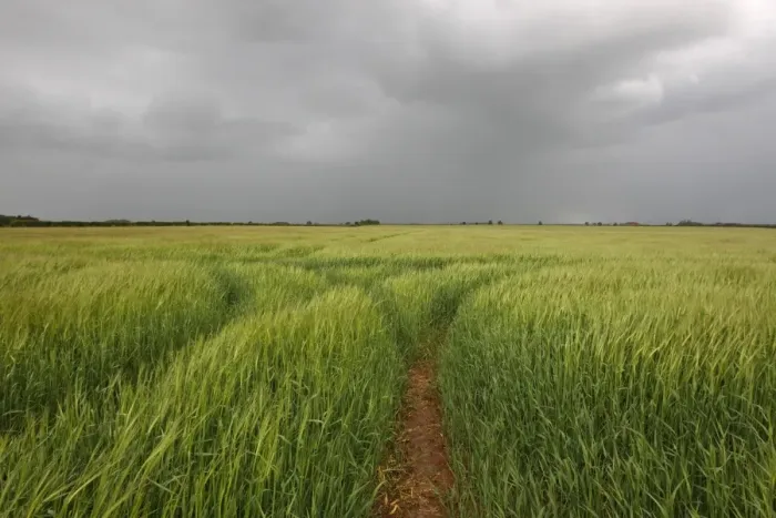 Framed Print : Barley (Hordeum vulgare) crop, ripening field and stormclouds, Hemswell, Lincolnshire, England, june Framed Print : Barley (Hordeum vulgare) crop, ripening field and stormclouds, Hemswell, Lincolnshire, England, june