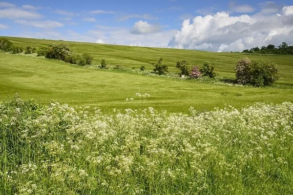 Barley (Hordeum vulgare) crop, ripening fields with Cow Parsley (Anthriscus sylvestris) flowering on verge