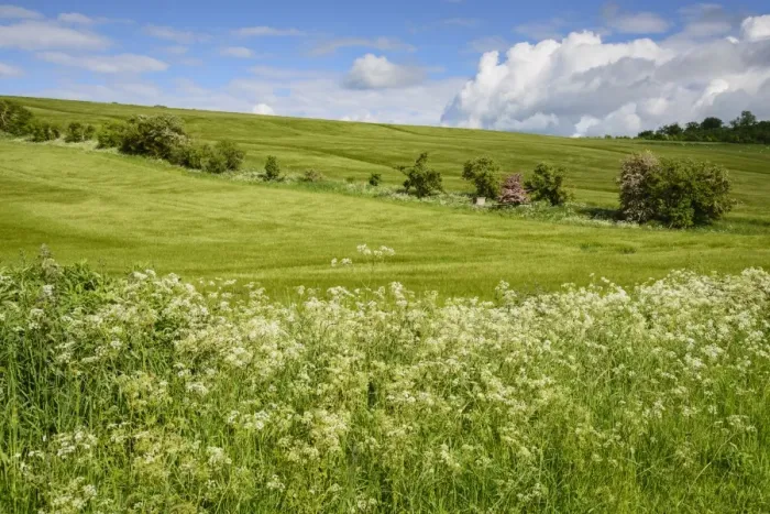 Framed Print : Barley (Hordeum vulgare) crop, ripening fields with Cow Parsley (Anthriscus sylvestris) flowering on verge Framed Print : Barley (Hordeum vulgare) crop, ripening fields with Cow Parsley (Anthriscus sylvestris) flowering on verge