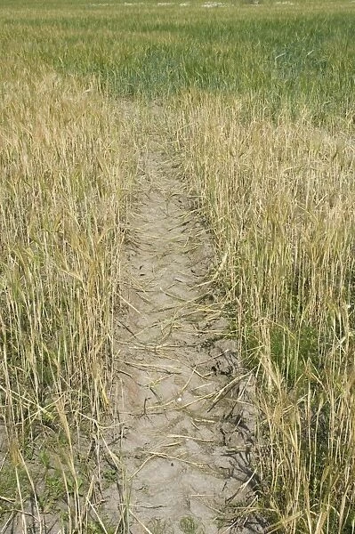 Barley (Hordeum vulgare) crop, ripening plants with tractor tracks in field, Sweden