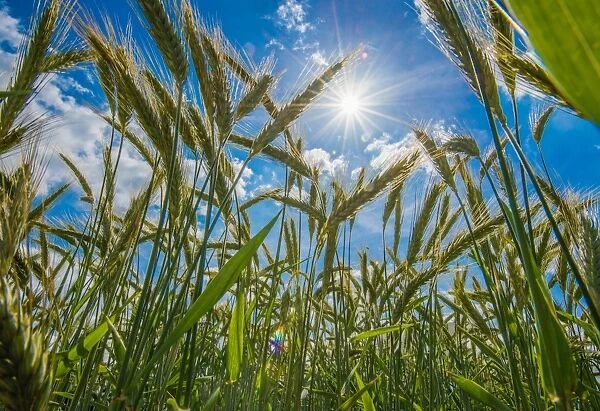 Barley (Hordeum vulgare) crop, ripening seedheads in field with sun shining, Cambridgeshire, England, June