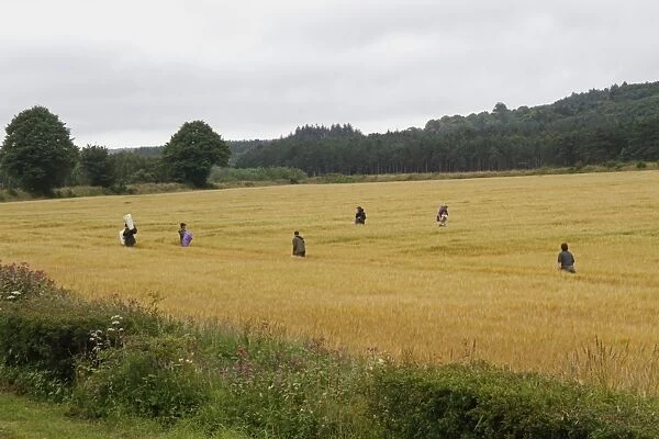 Barley (Hordeum vulgare) crop, with team of workers rogueing weeds from field, Fochabers, Moray, Scotland, August