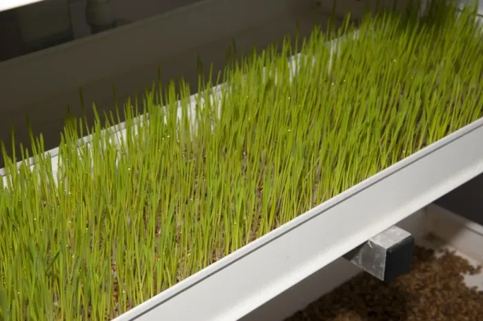 Framed Print : Barley (Hordeum vulgare) hydroponic growing system crop, greenhouse technology used to grow sprouted seedlings as green Framed Print : Barley (Hordeum vulgare) hydroponic growing system crop, greenhouse technology used to grow sprouted seedlings as green