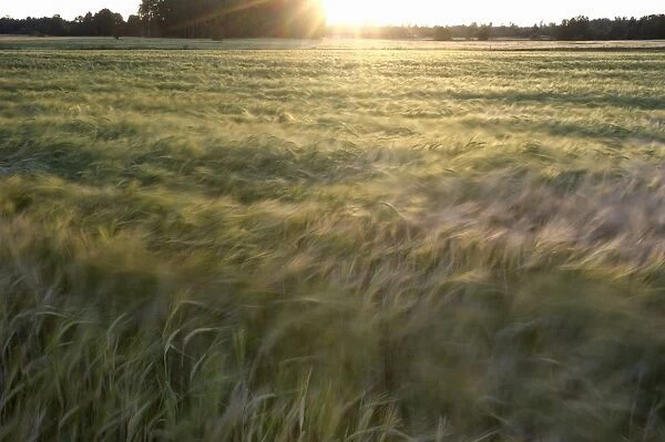 Barley (Hordeum vulgare) windblown crop, ripening in field at evening, Sweden, july