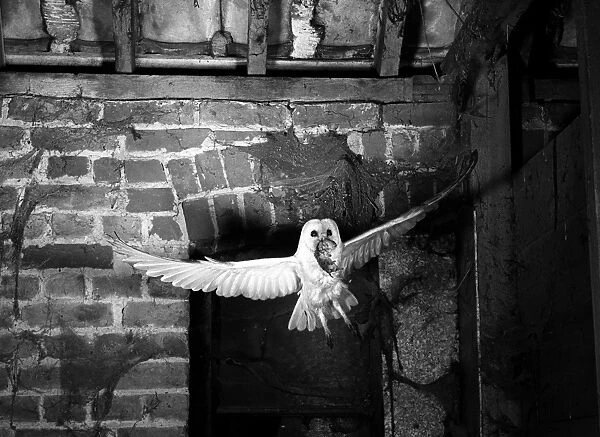 Barn Owl flying into a Suffolk Barn, taken using a high speed flash system with a flash duration of 1 / 10, 000th