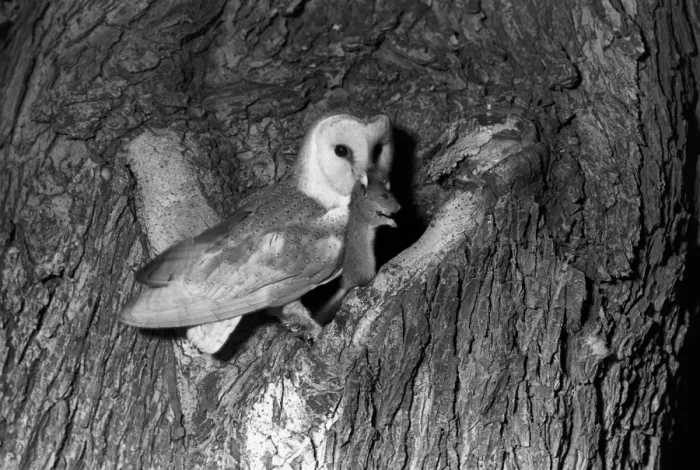 Framed Print : Barn owl taken with a flash bulb 1936. Eyke Suffolk by Eric Hosking Framed Print : Barn owl taken with a flash bulb 1936. Eyke Suffolk by Eric Hosking