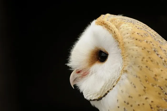 Framed Print : Barn Owl (Tyto alba) adult, close-up of head (captive) Framed Print : Barn Owl (Tyto alba) adult, close-up of head (captive)