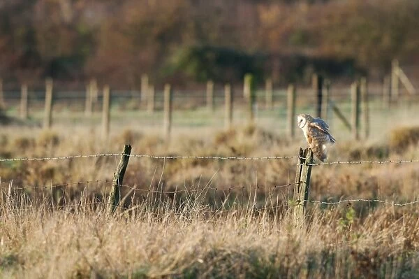 Barn Owl (Tyto alba) adult, drying wings, perched on fence post in rough grassland habitat at sunrise, Isle of Sheppey