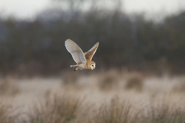 Barn Owl (Tyto alba) adult, in flight, hunting over rough grassland, Pilling Moss, The Fylde, Lancashire, England