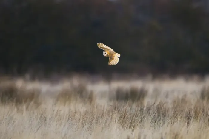 Framed Print : Barn Owl (Tyto alba) adult, in flight, hunting over rough grassland, Pilling Moss, The Fylde, Lancashire, England Framed Print : Barn Owl (Tyto alba) adult, in flight, hunting over rough grassland, Pilling Moss, The Fylde, Lancashire, England