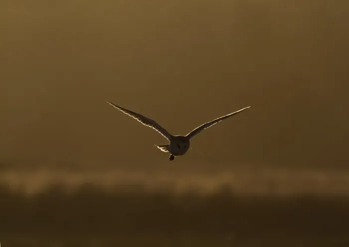 Framed Print : Barn Owl (Tyto alba) adult, in flight, backlit, hunting at dusk, Norfolk, England, February Framed Print : Barn Owl (Tyto alba) adult, in flight, backlit, hunting at dusk, Norfolk, England, February