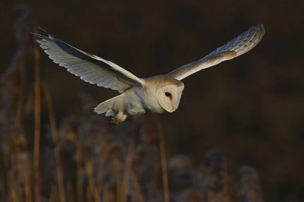 Barn Owl (Tyto alba) adult, in flight, hovering over reedbed, Norfolk, England, February