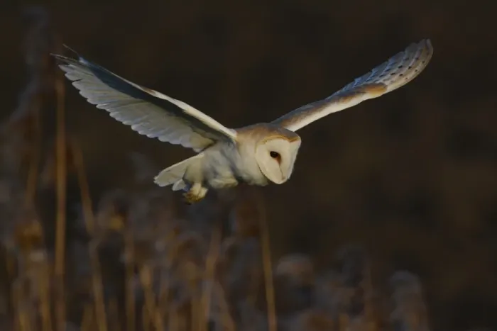 Framed Print : Barn Owl (Tyto alba) adult, in flight, hovering over reedbed, Norfolk, England, February Framed Print : Barn Owl (Tyto alba) adult, in flight, hovering over reedbed, Norfolk, England, February