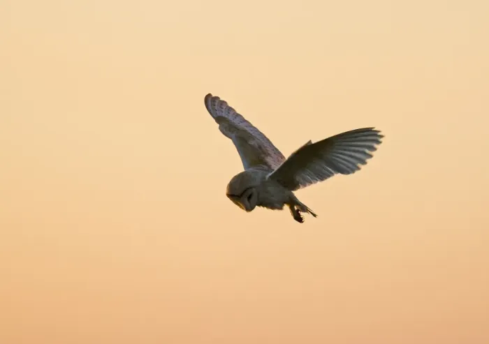 Framed Print : Barn Owl (Tyto alba) adult, in flight, hunting at dusk, North Norfolk, England, summer