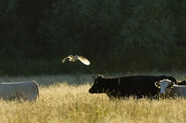 Barn Owl (Tyto alba) adult, in flight, hunting over grazing marsh with domestic cattle, Cley, North Norfolk, England, july