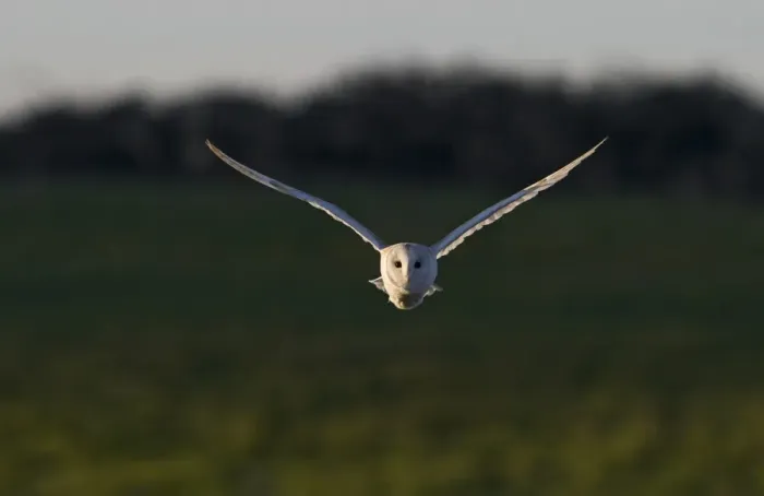 Framed Print : Barn Owl (Tyto alba) adult, in flight, hunting, North Norfolk, England, december