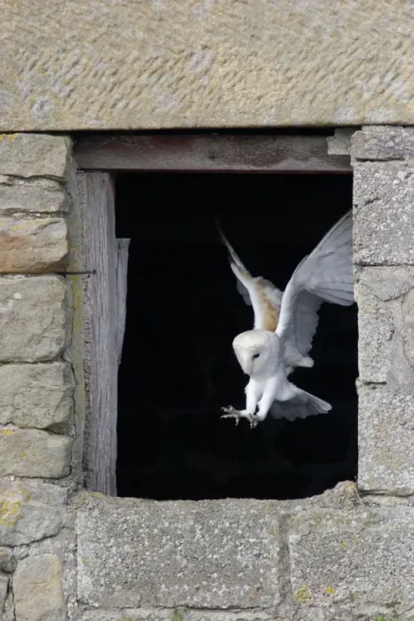Framed Print : Barn Owl (Tyto alba) adult, in flight, landing in barn window, North Yorkshire, England, august (captive) Framed Print : Barn Owl (Tyto alba) adult, in flight, landing in barn window, North Yorkshire, England, august (captive)