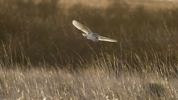 Barn Owl (Tyto alba) adult, in flight, hunting over rough grassland at sunrise, Isle of Sheppey, Kent, England