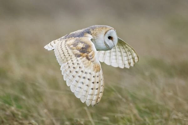 Barn Owl (Tyto alba) adult, in flight, hunting over rough grassland at dawn, Isle of Sheppey, Kent, England, january