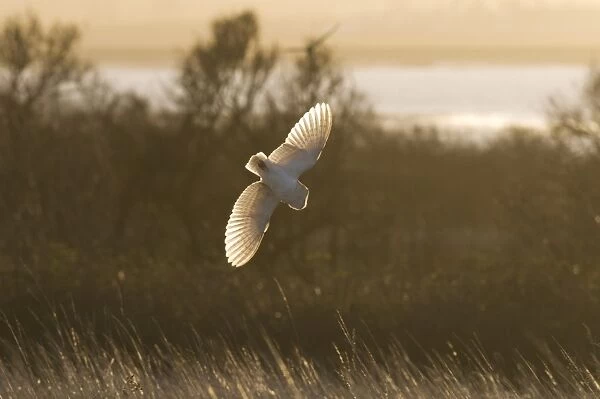 Barn Owl (Tyto alba) adult, in flight, swooping down on prey, hunting over rough grassland at sunrise, Isle of Sheppey