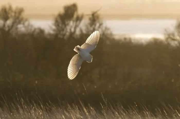 Framed Print : Barn Owl (Tyto alba) adult, in flight, swooping down on prey, hunting over rough grassland at sunrise, Isle of Sheppey